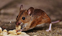 24 Hour & Emergency Exterminators in New River Marine Corps Air S, NC